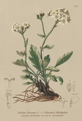 Milenrama plateada (Achillea Clavenae)