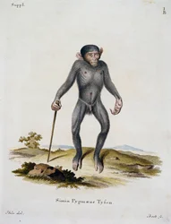 Simia pygmaeus, de Mammals illustrated from Nature with descriptions, por Johann Christian Daniel von Schreber (1739-1810), grabado por IC Bock, Alemania