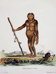 Simia satyrus, de Mammals illustrated from Nature with descriptions, por Johann Christian Daniel von Schreber (1739-1810), grabado por I Nusbiegel después de un dibujo de De Seve, Alemania