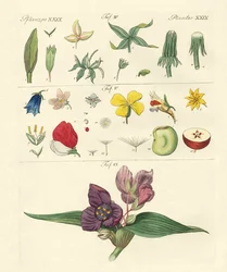 Partes individuales de flores