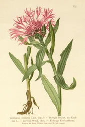 Centaurea de una sola flor (Centaurea plumosa, Centaurea Phrygia, Centaurea nervosa, Centaurea uniflora)