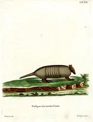 Armadillo de Seis Bandas