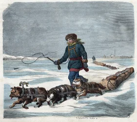 Perro de trineo en la nieve de América. En 