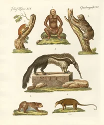 Perezosos y osos hormigueros