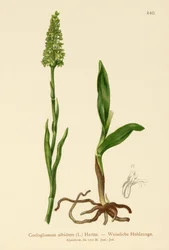 Orquídea Blanca Pequeña (Satyrium albidum, Coeloglossum albidum, Leucorchis albida, Bicchia albida, Pseudorchis albida)