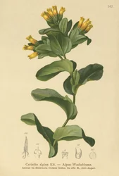 Miel de montaña lisa (Cerinthe alpina, Cerinthe glabra subsp. glabra)