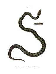 Serpiente lisa