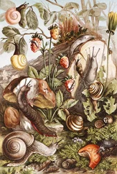 Caracoles, lámina de "Brehms Tierleben: Allgemeine Kunde des Tierreichs", vol.10, p.336, publicado por Bibliographisches Institut