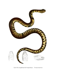 Serpiente