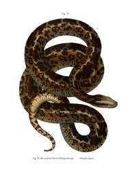 Serpiente (litografía en color)
