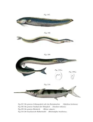 Blénido Serpiente