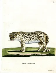 Leopardo de las Nieves