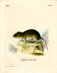Vole de Nieve
