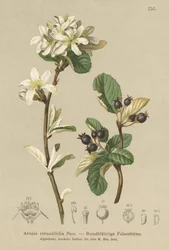Mespilus nevado (Aronia rotundifolia, Amelanchier ovalis)