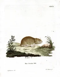 Vole social