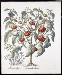 Solanum Pomiferum de Hortus Eystettensis por Basil Besler (1561-1629) publicado en 1613