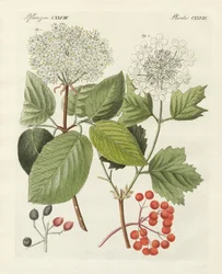 Algunos tipos de rosa guelder (grabado coloreado)
