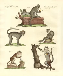 Algunos tipos de monos