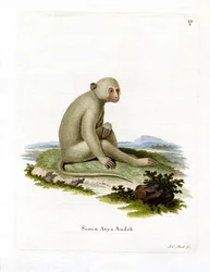 Mangabey Sooty