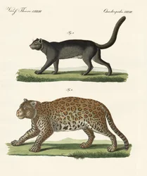 Animales de América del Sur