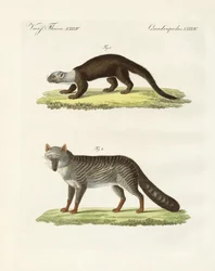 Animales sudamericanos
