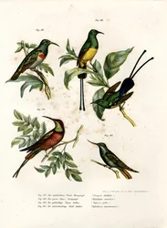 Sunbird de doble collar del sur, 1864