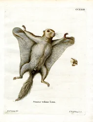 Ardilla voladora del sur