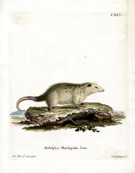 Zarigüeya del Sur