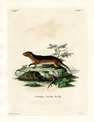 Zarigüeya de Lados Rojos del Sur