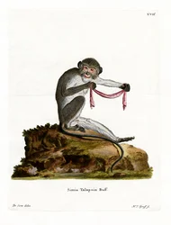 Talapoin del sur