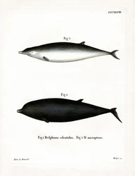 Ballena de Sowerby