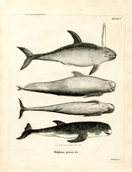 Especies de Delfines