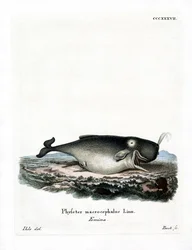 Cachalote