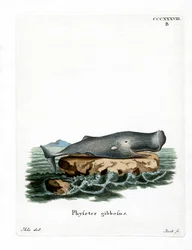 Cachalote
