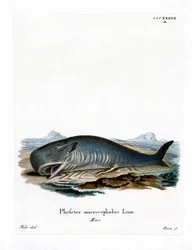 Cachalote