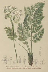 Spignel (Meum athamanticum)