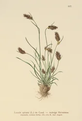 Juncia de Bosque Espigada (Luzula spicata)