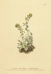 Ajenjo espigado (Artemisia spicata, Artemisia bocconei, Artemisia genipi)