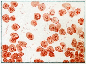 Bacteria Spirillum c.1890