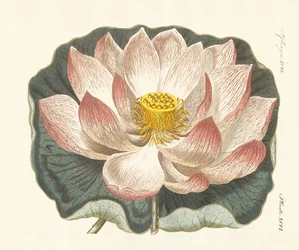 Flores espléndidas