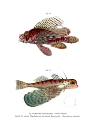 Pez león de aleta manchada