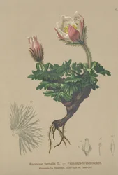 Anémona de primavera (Anemone vernalis, Pulsatilla vernalis)