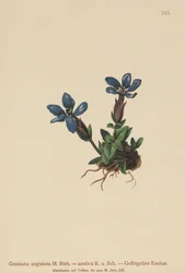 Genciana de primavera (Gentiana verna, Gentiana angulosa, Gentiana aestiva)