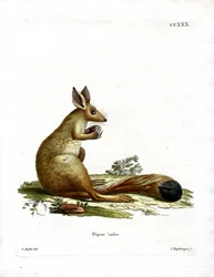 Liebre Saltadora