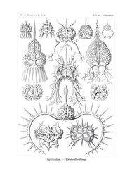 Spyroidea, 1899-1904