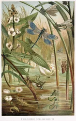 Etapas de Desarrollo de una Libélula, de Brehms Tierleben, pub. 1860s