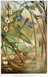 Etapas de desarrollo de una libélula, de Brehms Tierleben, pub. litografía en color de 1860