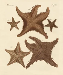 Estrellas de mar