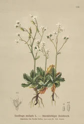 Saxífraga estrellada (Saxifraga stellaris)