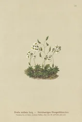 Draba estrellada (Draba stellata)